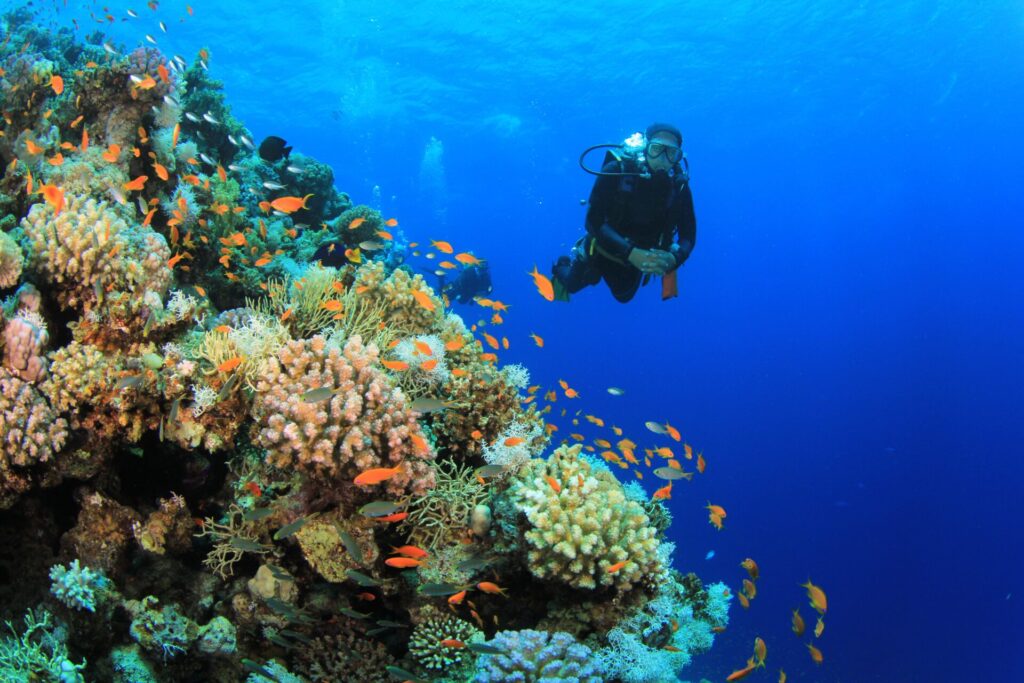 Blue Sea diving Center, Diving course, diving in Sharm, red sea, PADI Tec 45